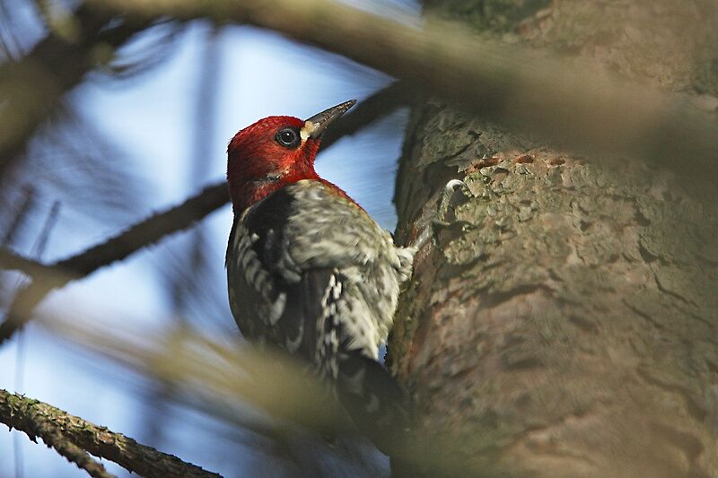 Pic à poitrine rouge