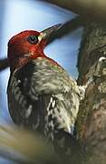 Red-breasted Sapsucker