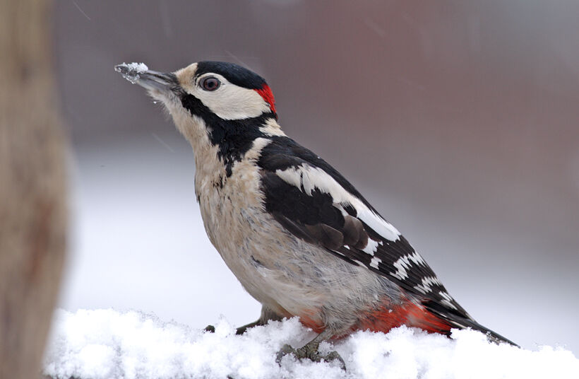 Great Spotted Woodpecker