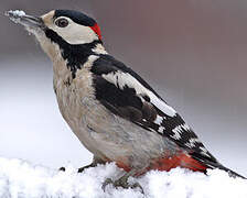 Great Spotted Woodpecker