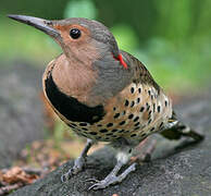 Northern Flicker