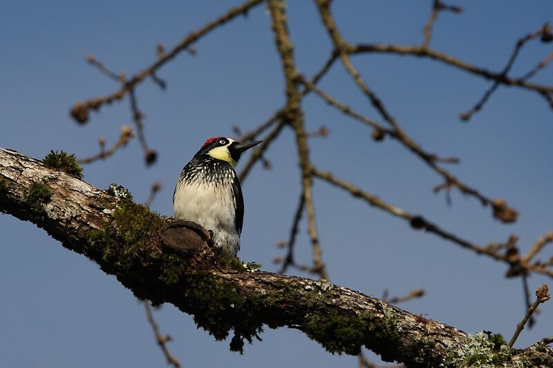 Acorn Woodpecker