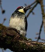 Acorn Woodpecker