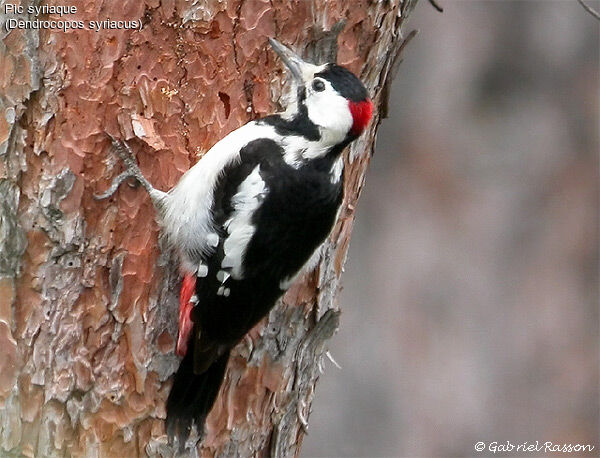 Syrian Woodpecker