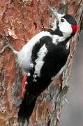 Syrian Woodpecker