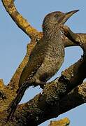 European Green Woodpecker