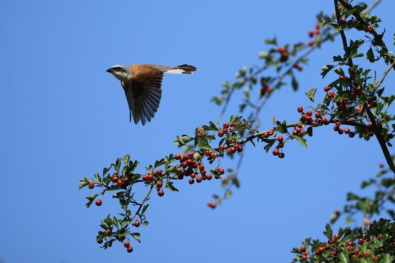 Red-backed Shrike, Flight