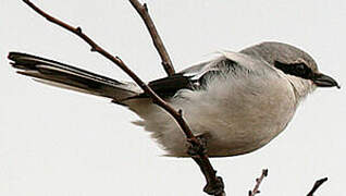 Great Grey Shrike