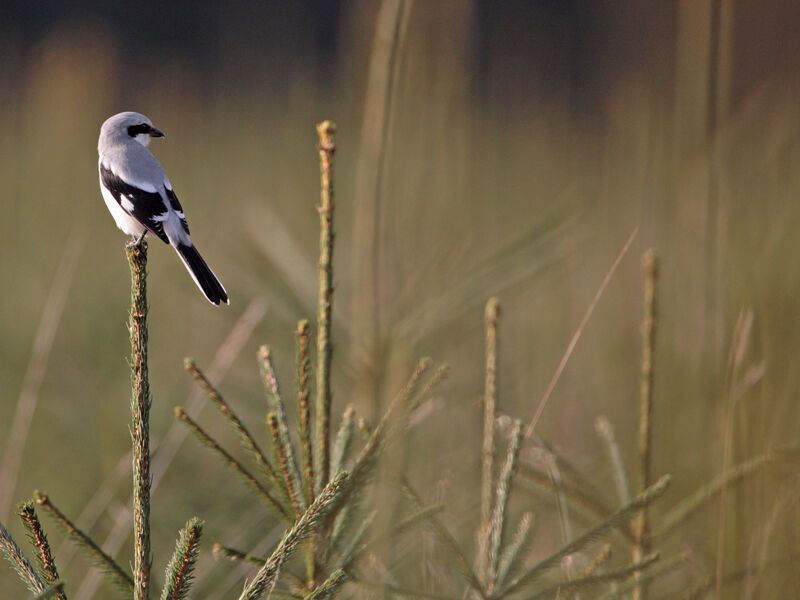 Great Grey Shrike