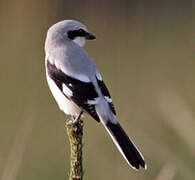 Great Grey Shrike