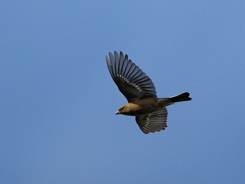 Common Chaffinch, Flight