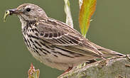 Pipit farlouse