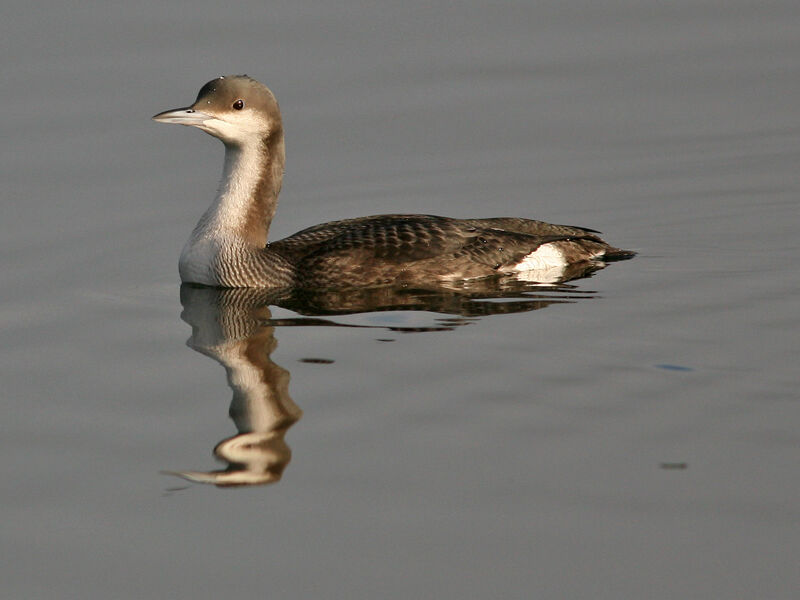 Black-throated Loon