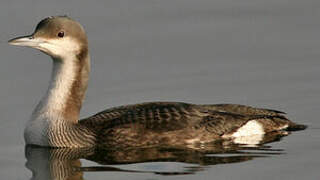 Black-throated Loon