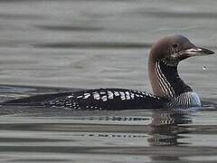 Black-throated Loon