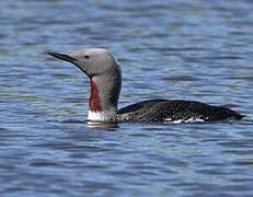 Red-throated Loon