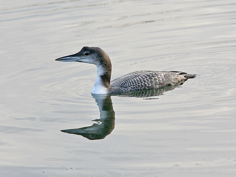 Common Loon