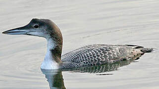 Common Loon