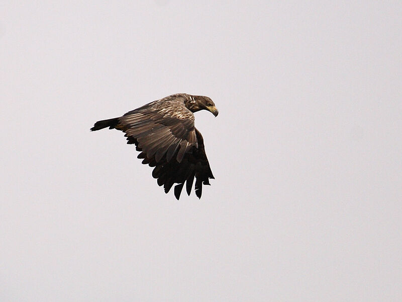 White-tailed Eagle