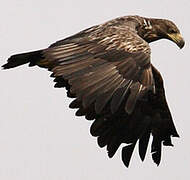 White-tailed Eagle