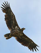 White-tailed Eagle