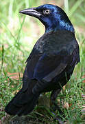 Common Grackle