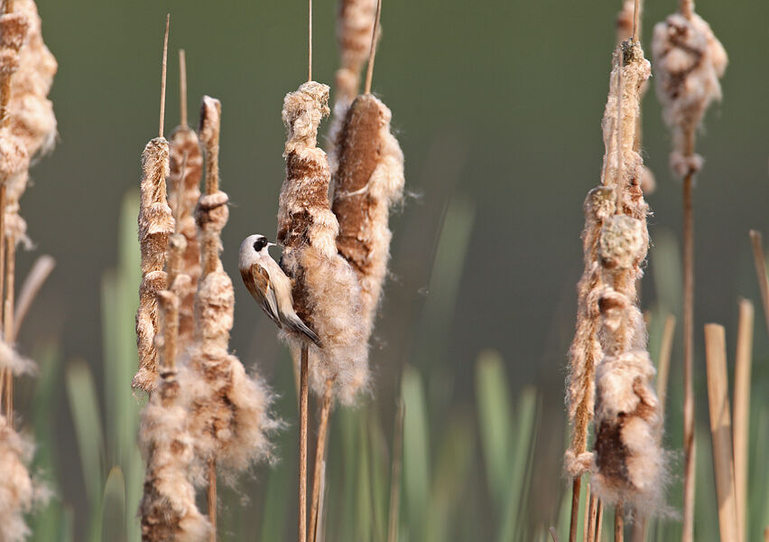 Eurasian Penduline Tit