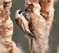 Eurasian Penduline Tit