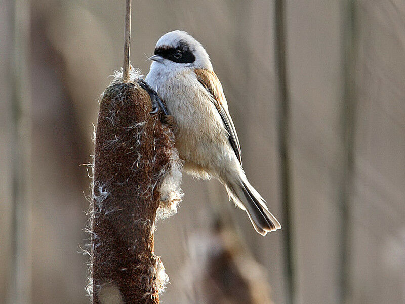 Eurasian Penduline Tit