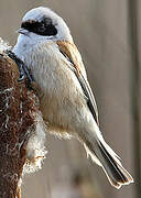 Eurasian Penduline Tit