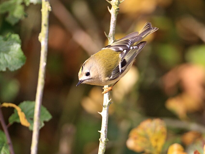 Goldcrest