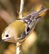 Goldcrest