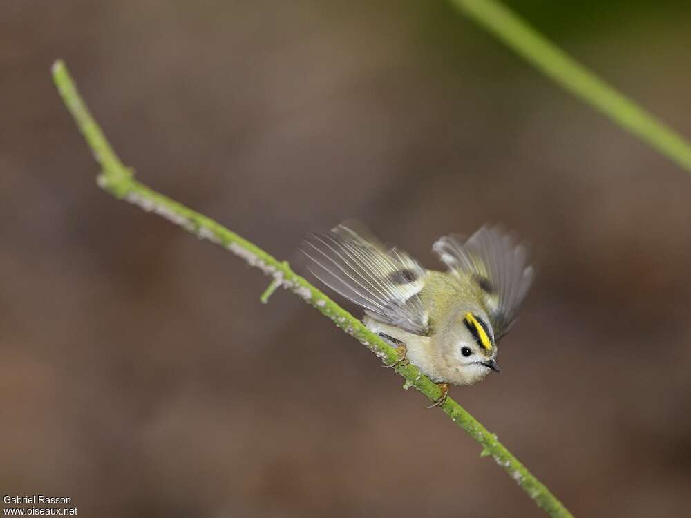 Goldcrest female adult, pigmentation, Behaviour