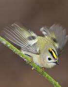 Goldcrest