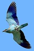 European Roller