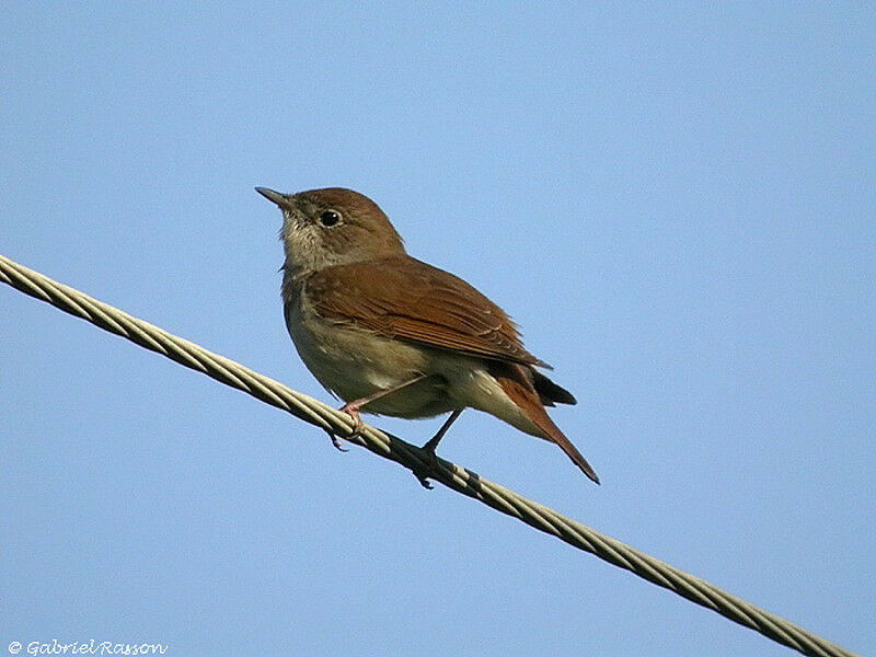 Common Nightingale