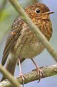 European Robin