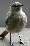 Black Redstart