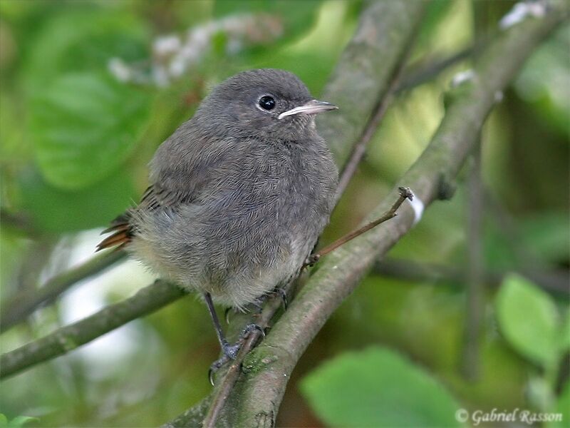 Black Redstart