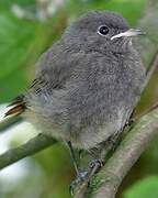 Black Redstart