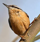 Eurasian Nuthatch