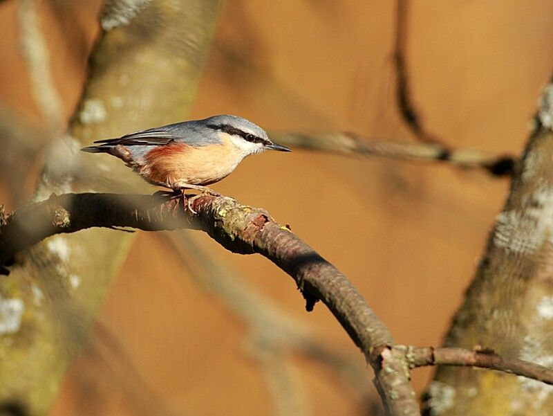 Eurasian Nuthatch