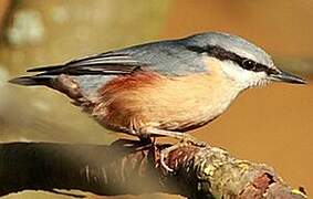 Eurasian Nuthatch