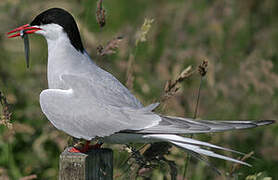 Arctic Tern