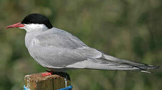 Arctic Tern