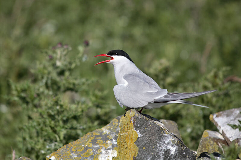 Arctic Tern