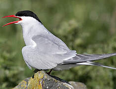 Arctic Tern