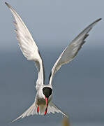 Arctic Tern