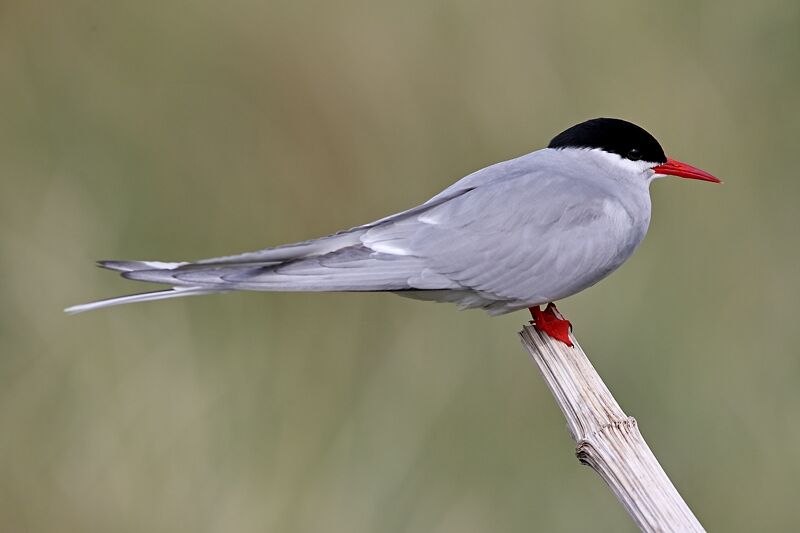 Arctic Tern