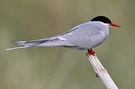 Arctic Tern